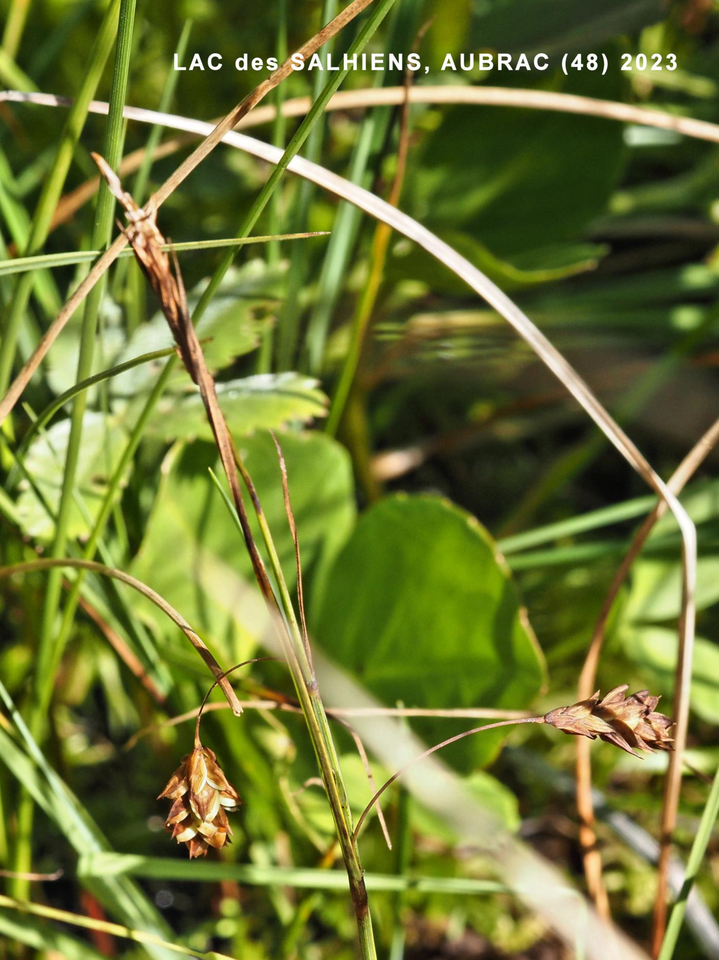 Sedge, Mud plant